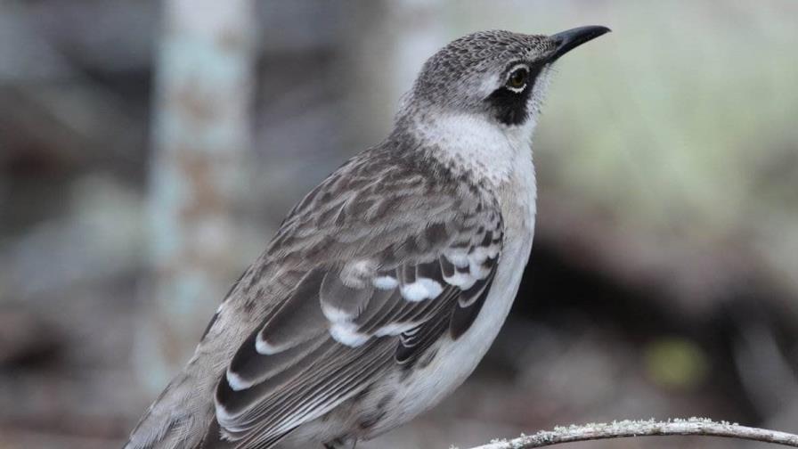 Aves aisladas por 200 años se distancian de genética y comportamiento de sus congéneres en Galápagos