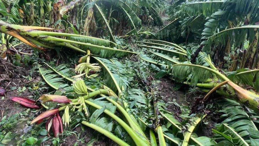 Puerto Rico sufre pérdidas de 23 millones de dólares en el sector agrícola por Ernesto