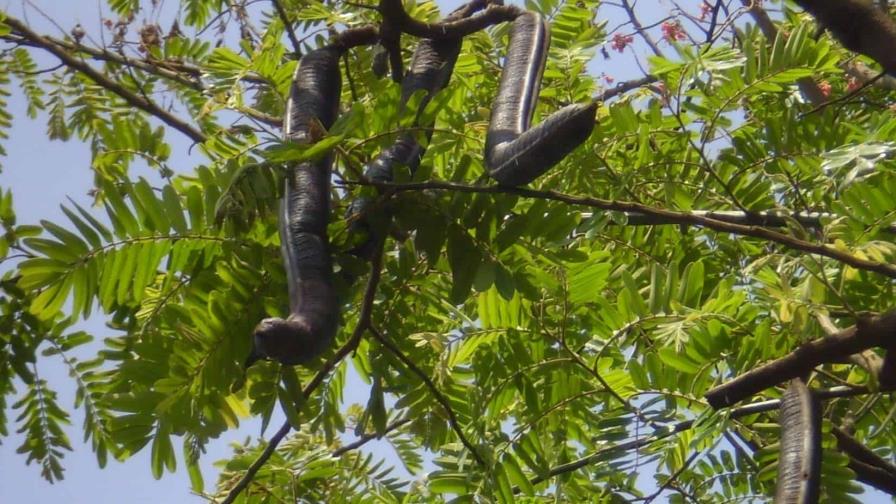 La Cañafístola como laxante para rescatar pepitas de oro en RD