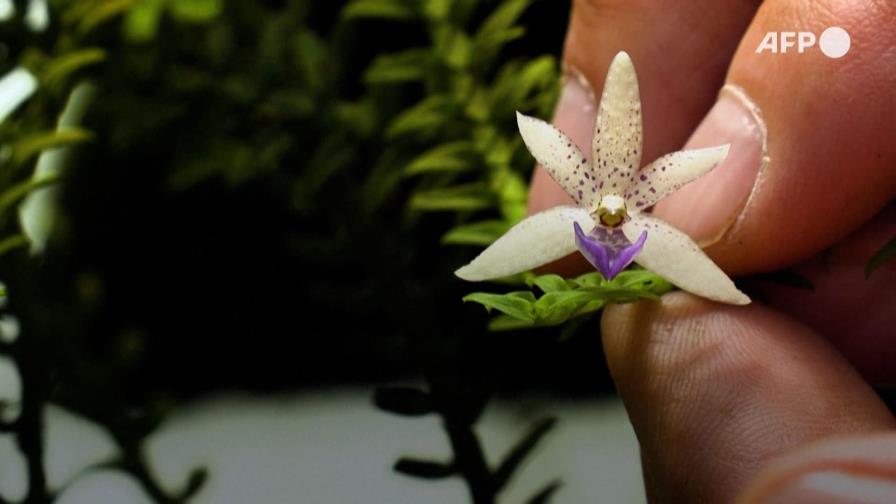 Un colombiano clona orquídeas al borde de la extinción