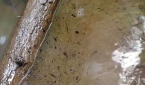 Indígenas reclaman suspender extracción de crudo en reserva de Ecuador