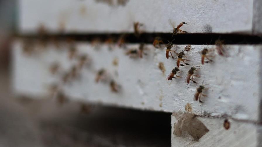 Las abejas señoritas, aliadas de las guaraníes bolivianas que buscan autonomía económica