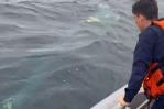 Liberación exitosa de una ballena en el Pacífico colombiano