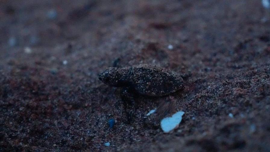 Liberan a 120 neonatos de tortuga carey en playa Güibia