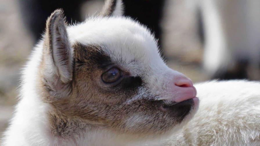 ¡Nace una nueva cabrita en el Zoológico! : el parque invita a elegirle un nombre