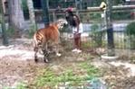 La Policía busca a una mujer que entró en la jaula del tigre en un zoológico para tocarlo