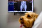Veterinarios recurren a la inteligencia artificial para atender mascotas en Corea del Sur Veterinarios recurren a la inteligencia artificial para atender mascotas en Corea del Sur