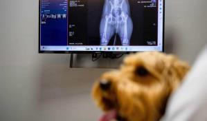 Veterinarios recurren a la inteligencia artificial para atender mascotas en Corea del Sur