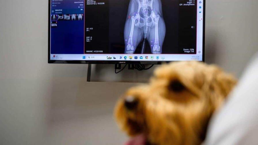 Veterinarios recurren a la inteligencia artificial para atender mascotas en Corea del Sur