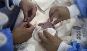 Nacen dos osos panda en el Zoologischer Garten de Berlín