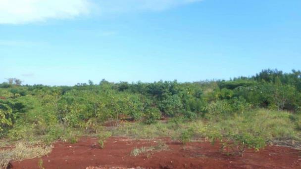 Exploración sistemática y rigurosa determinará potencial del país en tierras raras