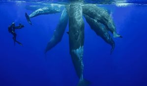 Irène Gueule Tordue: una familia de cachalotes muy estudiada en la Isla Mauricio