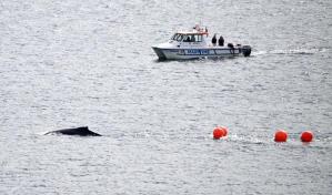 Liberan a una ballena que se quedó atrapada en redes de pesca en la bahía de Sídney