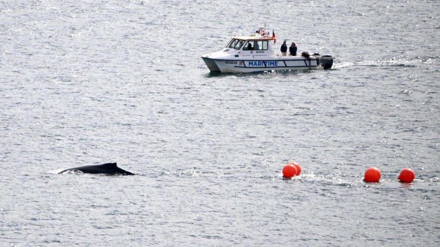 Liberan a una ballena que se quedó atrapada en redes de pesca en la bahía de Sídney