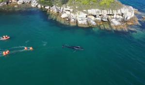 Liberan una ballena en la bahía de Sídney tras 22 horas atrapada