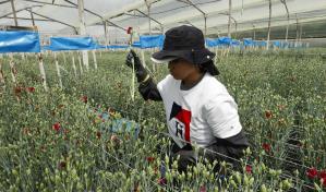 Las aves de Colombia se refugian en los cultivos de flores ante la pérdida de sus hábitats