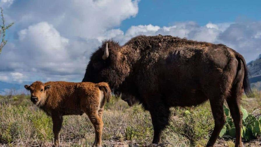 Cría de bisonte americano nace en reserva natural en Monterrey, norte de México