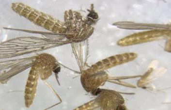 Dengue, Nilo, Crimea, Lyme… El cambio climático propulsa las infecciones por picaduras