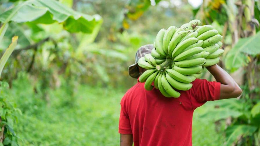 La cartera de crédito al sector agropecuario crece, pero solo el 15 % llega hasta las pymes