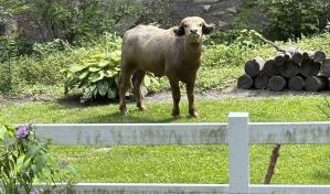 Un búfalo herido y agresivo anda suelto en Iowa