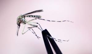 Fallece residente de Nueva Hampshire que contrajo virus transmitido por mosquitos