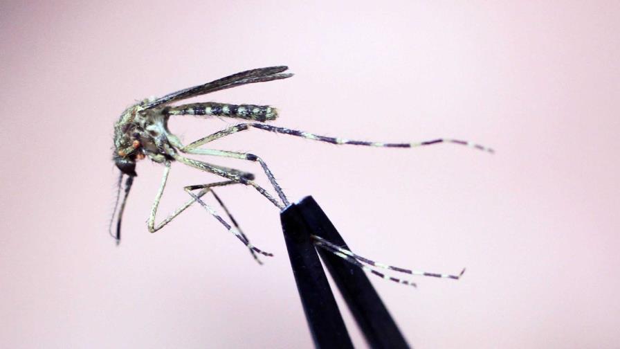 Fallece residente de Nueva Hampshire que contrajo virus transmitido por mosquitos