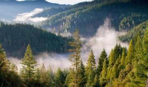 Una anciana de 88 años sobrevive cuatro días sola en un bosque de Italia