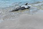 Encuentran manatí muerto en playa de Las Terrenas