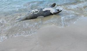 Encuentran manatí muerto en playa de Las Terrenas