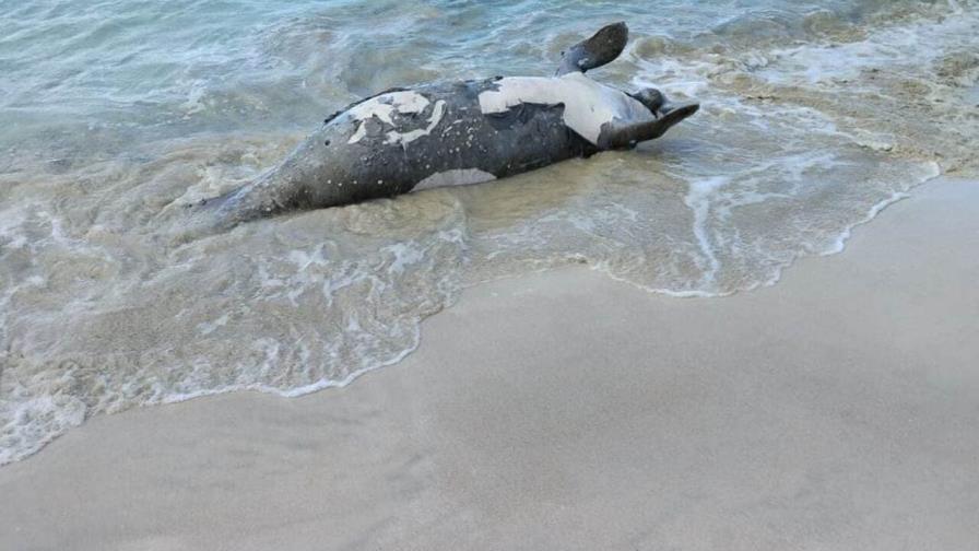 Encuentran manatí muerto en playa de Las Terrenas