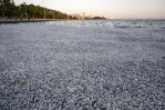 Cómo decenas de toneladas de peces muertos aparecieron en un mar griego Cómo decenas de toneladas de peces muertos aparecieron en un mar griego
