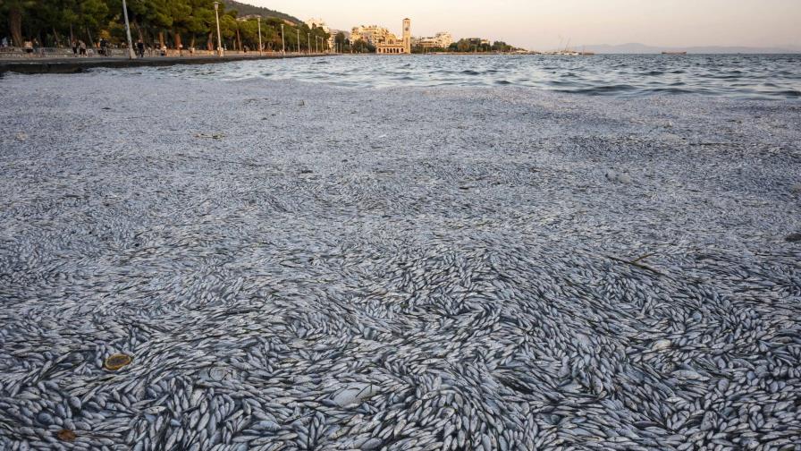 Cómo decenas de toneladas de peces muertos aparecieron en un mar griego