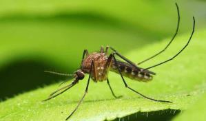 República Dominicana detecta virus Oropouche"