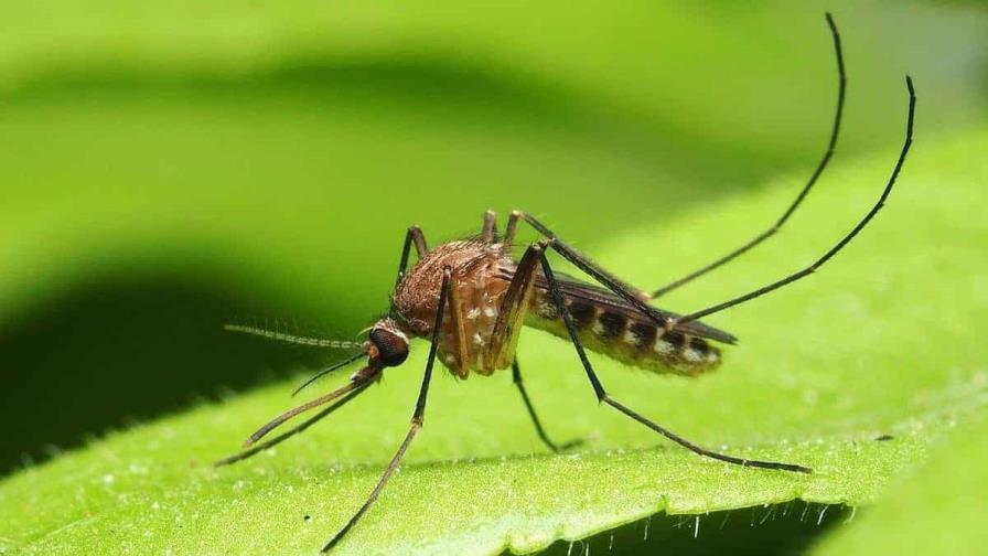 República Dominicana detecta virus Oropouche”