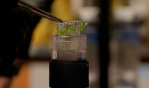 Un cient&iacute;fico de Florida estudiar&aacute; la conducta de las plantas en un viaje al espacio