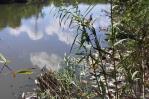 Buscan unir voluntades para rescatar el río San Marcos en Puerto Plata Buscan unir voluntades para rescatar el río San Marcos en Puerto Plata