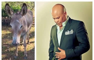 La angustia de Rubby Pérez por la desaparición de su burro Ignacio - Diario  Libre