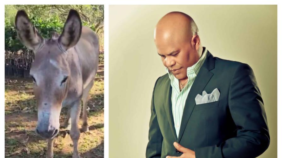 Rubby Pérez denuncia la desaparición de su burro Ignacio; teme haya sido víctima de banda delictiva