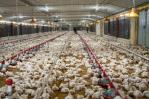 Limber Cruz confirma RD suspendió compra de pollos en Brasil en zonas afectadas por gripe aviar Limber Cruz confirma RD suspendió compra de pollos en Brasil en zonas afectadas por gripe aviar
