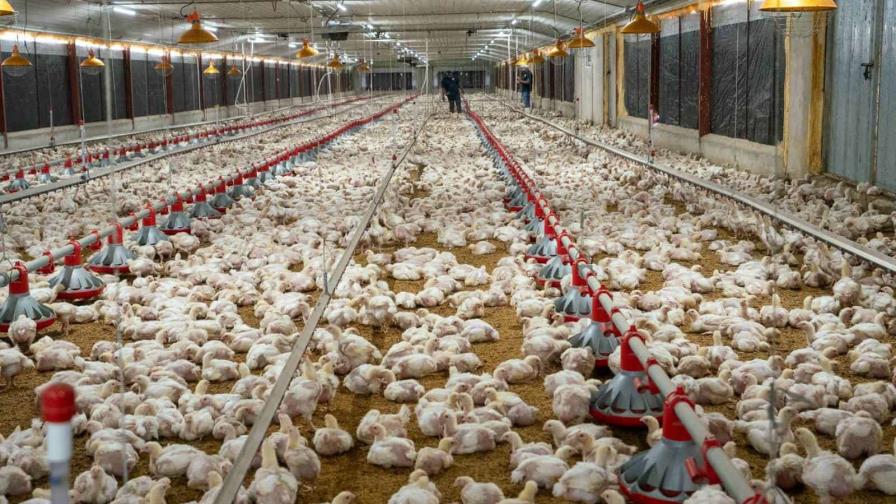 Proyectan una oferta de 21.8 millones de pollos para septiembre, tras mejoría en el abastecimiento