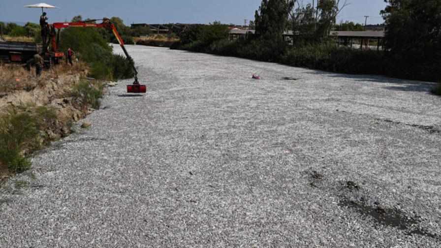 Una ciudad portuaria de Grecia en estado de emergencia por una marea de peces muertos