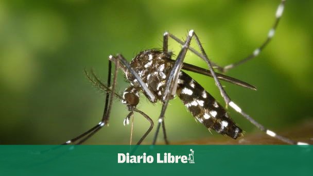 Realizan un estudio pionero de inmunología de dengue en Puerto Rico