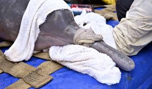 Exámenes médicos y GPS para salvar al delfín rosado amazónico de otra sequía letal