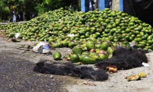 La proporcionalidad no se mide en aguacates: detalles de la condena por robo que se hizo viral