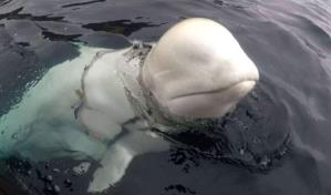 Hallan muerta a la ballena blanca espía Hvaldimir en Noruega