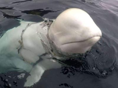 Ballena blanca espía Hvaldimir hallada muerta en Noruega
