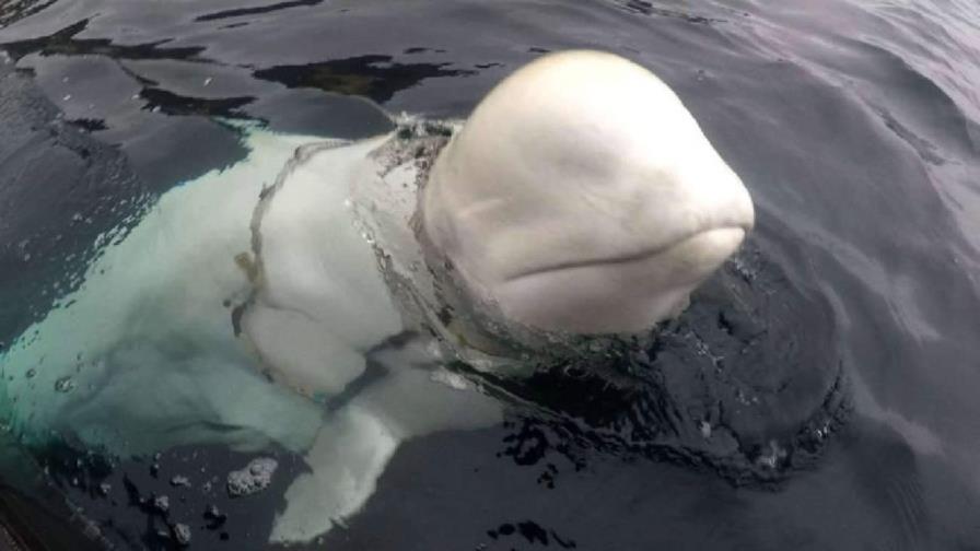 Hallan muerta a la ballena blanca espía Hvaldimir en Noruega