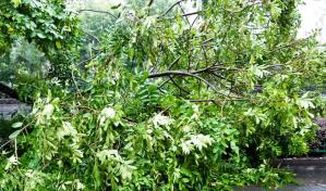 Lluvias derriban más de 20 árboles en el Distrito Nacional