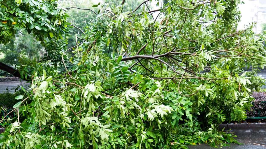 Lluvias derriban más de 20 árboles en el Distrito Nacional