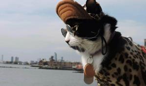 Nueva York contada por sus gatos, nueva oferta turística en la Gran Manzana
